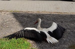 Ranny bocian leżący przy chodniku.